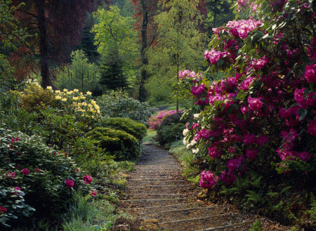 Sunlit steps on a woodland path between blooming rhododendrons, at Colby Woodland Garden