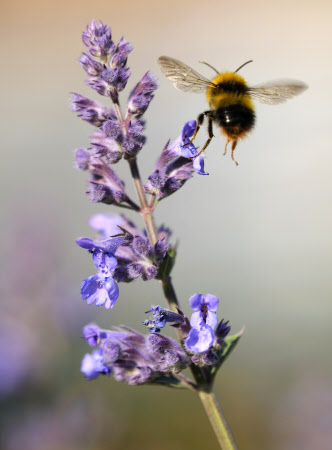 Early bumblebee (Bombus pratorum) in flight at Trelissick Garden, Cornwall, in June